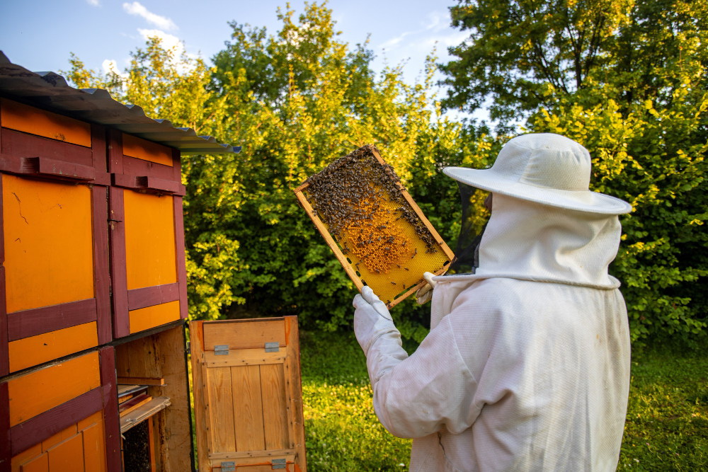 visao do apicultor coletando mel e cera de abelha