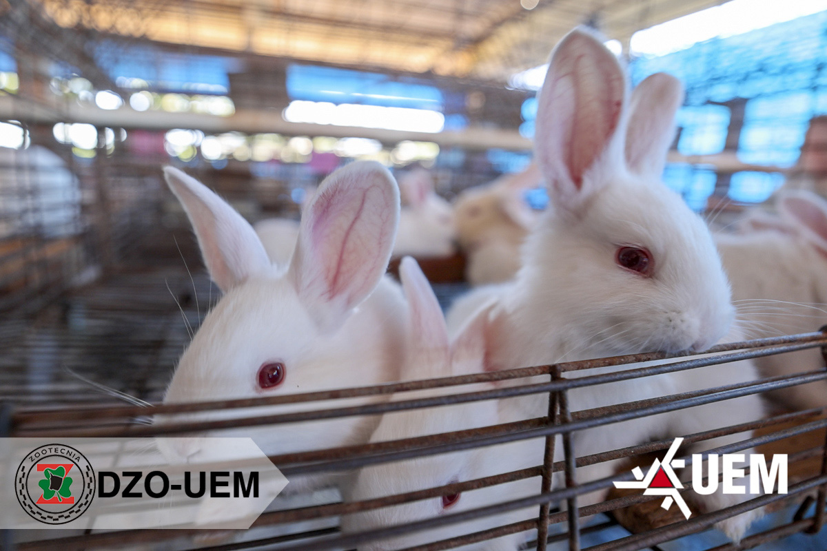 2025 11 10 Leite de Coelha Cunicultura Coelhos39