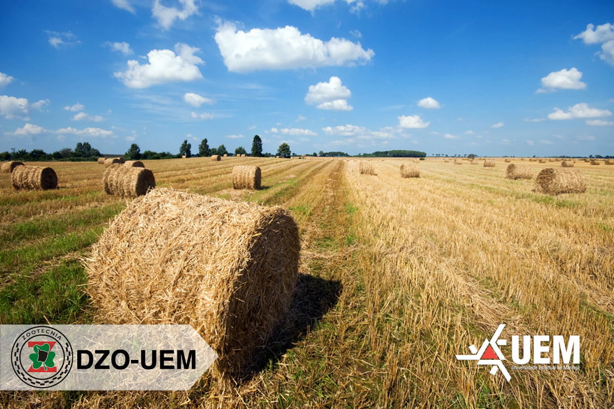 Dia de Campo Feno DZO 01