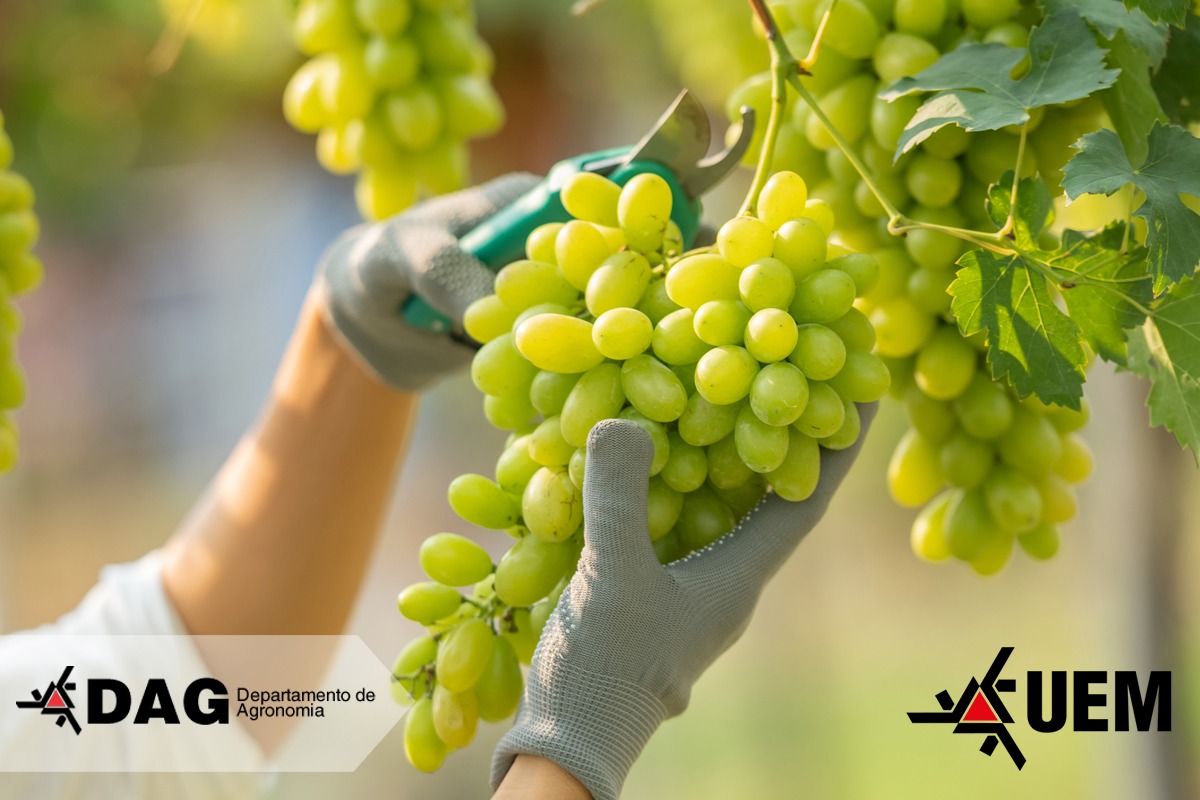 Dia de Campo Manejo Fitossanitario da Uva