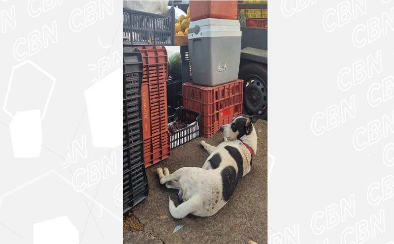 cachorro-e-adotado-por-funcionarios-do-hu-apos-morte-de-tutor