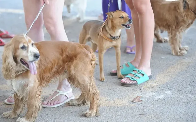 lago-aratimbo-recebe-acao-do-outubro-rosa-pet-da-uem-no-proximo-sabado